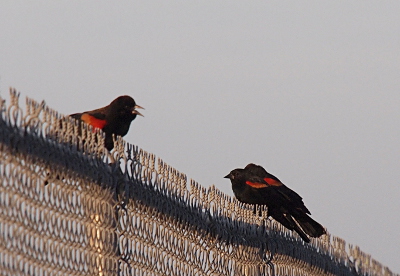 [Three red wing blackbirds sitting on the rail atop a chain-link fence. One bird faces the right while the other two a bit further down on the rail face the left. The birds are all black except for their side wing section which is red and yellow.]